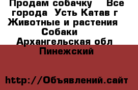 Продам собачку  - Все города, Усть-Катав г. Животные и растения » Собаки   . Архангельская обл.,Пинежский 